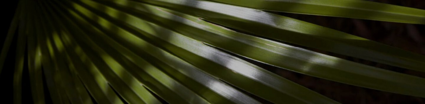 Palme Hg Neu 2020